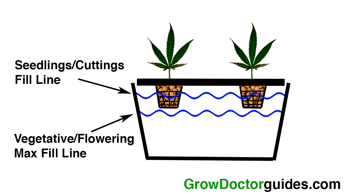 Vegetative Growth In Dwc Growdoctor Guides