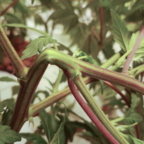 Vegetative Growth In Dwc Growdoctor Guides