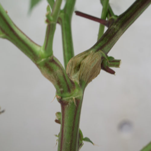 Vegetative Growth In Dwc Growdoctor Guides