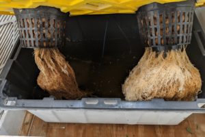 Prevent Root Rot in DWC