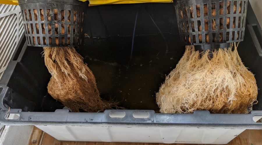 How To Prevent Root Rot In Dwc Growdoctor Guides