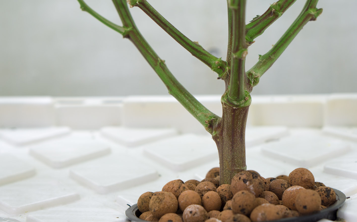 Why Dwc Is The Best Way To Grow Cannabis Growdoctor Guides