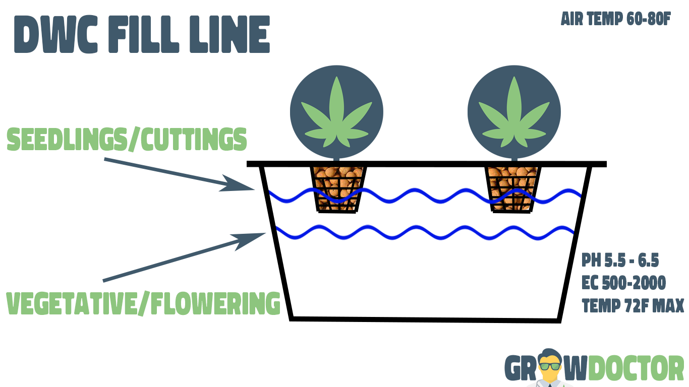 Vegetative Growth In Dwc Growdoctor Guides