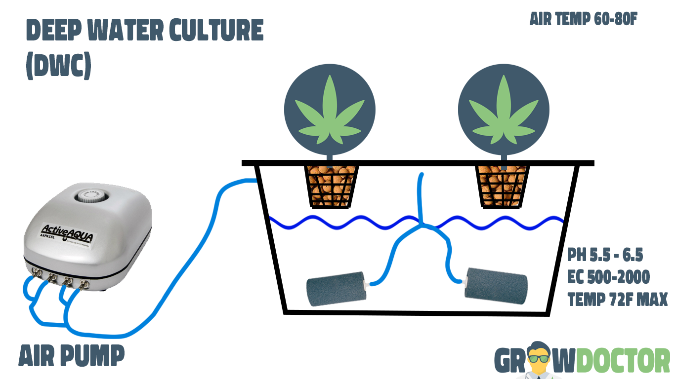 Why Dwc Is The Best Way To Grow Cannabis Growdoctor Guides