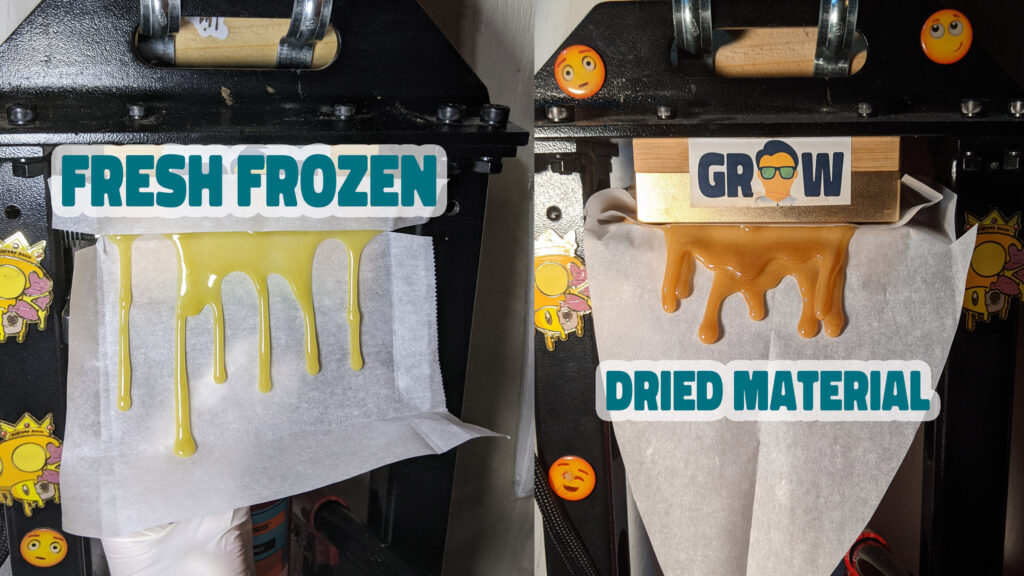 fresh frozen vs dried hash rosin